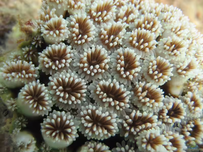 Goniopora stokesi im Aquarium halten (Einrichtungsbeispiele für Margeritenkoralle)