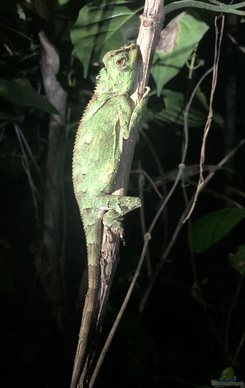 Gonocephalus kuhlii im Terrarium halten (Einrichtungsbeispiele mit Kuhls-Winkelkopfagame)