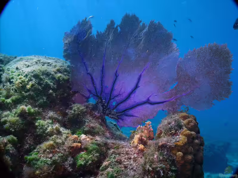 Gorgonia ventalina im Aquarium halten (Einrichtungsbeispiele für Karibischer Fächer)