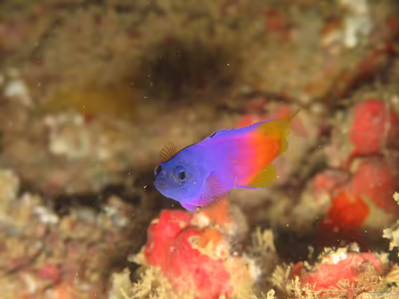 Gramma brasiliensis im Aquarium halten (Einrichtungsbeispiele für Brasilianischer Feenbarsch)