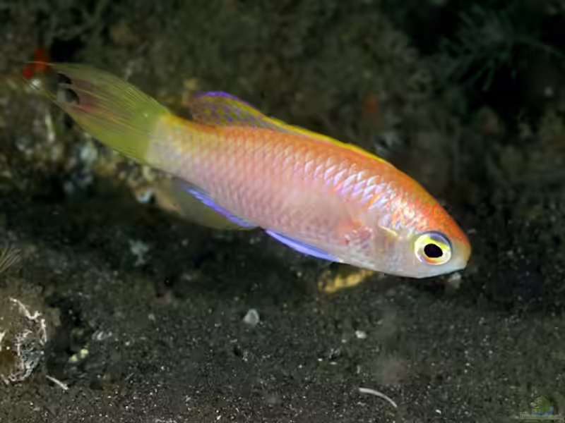 Grammatonotus surugaensis im Aquarium halten (Einrichtungsbeispiele für Doppellinien-Fahnenbarsch)