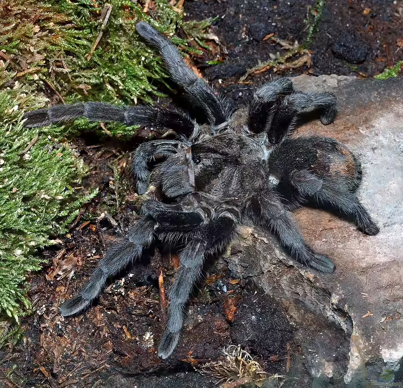 Grammostola pulchra halten (Einrichtungsbeispiele für Pulchra Vogelspinnen)
