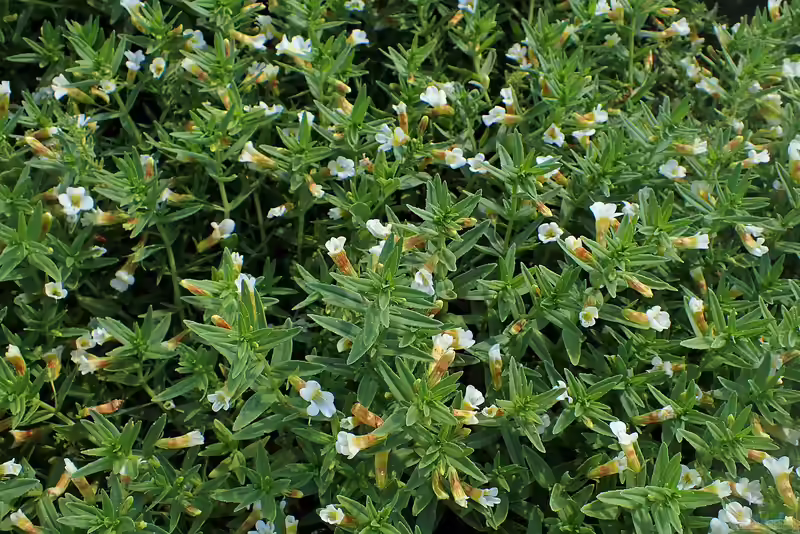 Gratiola officinalis im Gartenteich pflegen (Einrichtungsbeispiele für Gottesgnadenkraut)