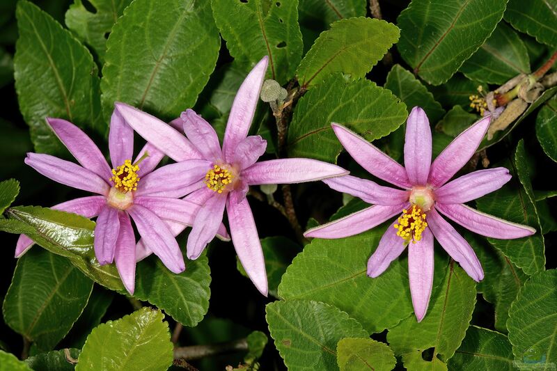 Grewia occidentalis im Garten pflanzen (Einrichtungsbeispiele mit Lavendel-Sternblüte)