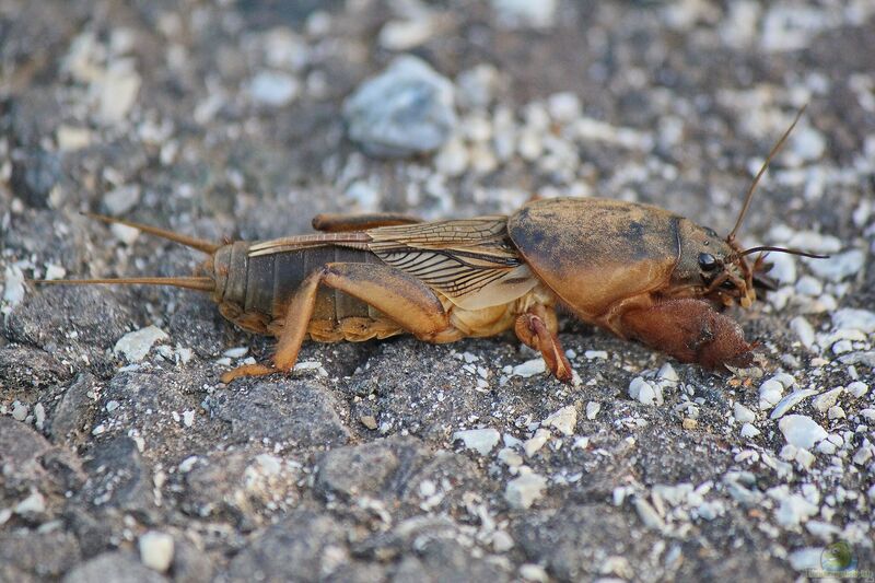 Gryllotalpa gryllotalpa im Garten (Einrichtungsbeispiele mit Maulwurfsgrille)