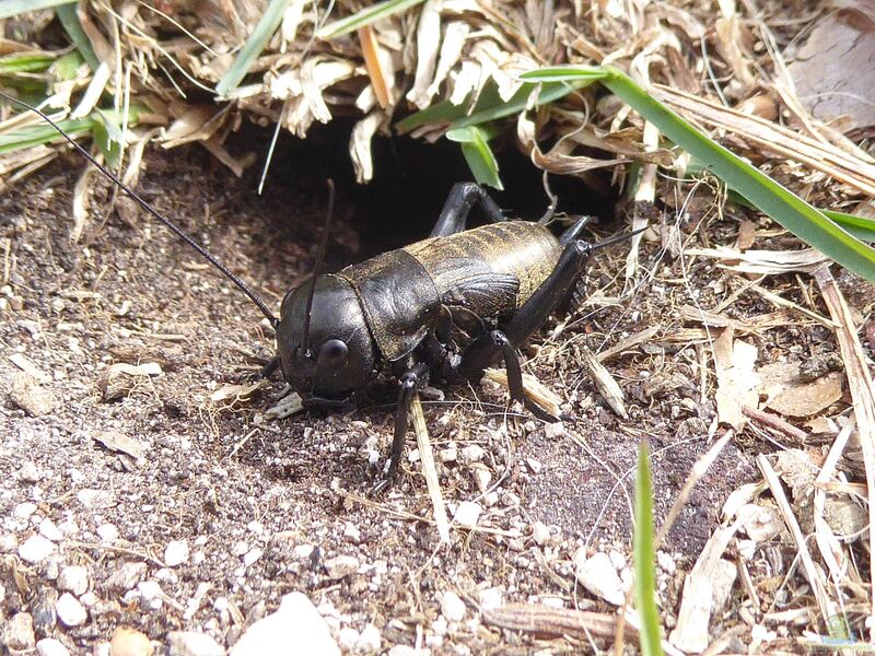 Gryllus campestris im Garten (Einrichtungsbeispiele mit Feldgrillen)