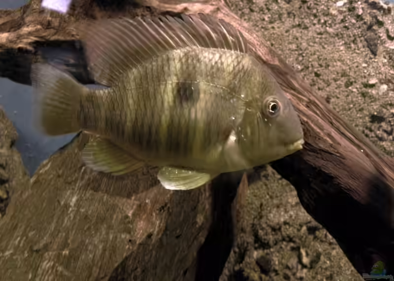 Gymnogeophagus balzanii im Aquarium halten (Einrichtungsbeispiele für Ballonkopf-Erdfresser)
