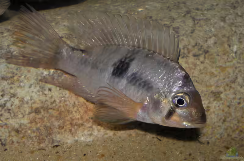 Gymnogeophagus meridionalis im Aquarium halten (Einrichtungsbeispiele für Gymnogeophagus meridionalis)