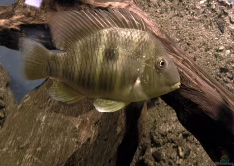 Gymnogeophagus-Arten im Aquarium halten (Einrichtungsbeispiele für die Gattung Gymnogeophagus)