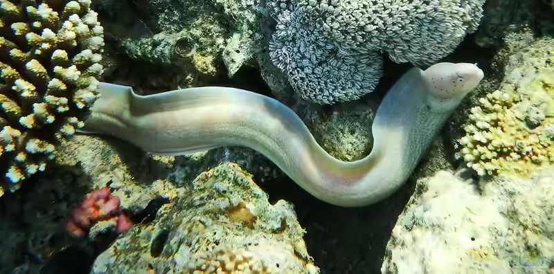 Gymnothorax griseus im Aquarium halten (Einrichtungsbeispiele für Graue Muräne)