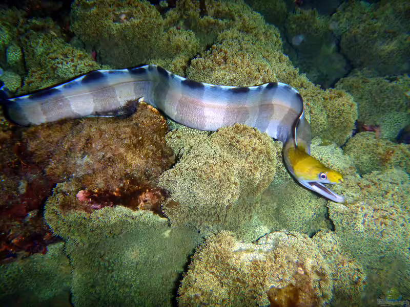 Gymnothorax rueppelliae im Aquarium halten (Einrichtungsbeispiele für Rüppels Muräne)