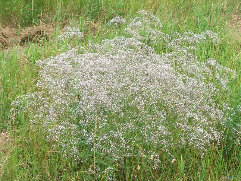 Gypsophila paniculata am Gartenteich pflanzen (Einrichtungsbeispiele mit Rispiges Gipskraut)