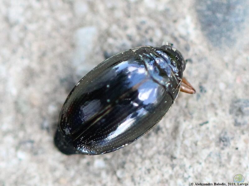 Gyrinus substriatus am Gartenteich (Einrichtungsbeispiele für Gemeiner Schwimmkäfer)