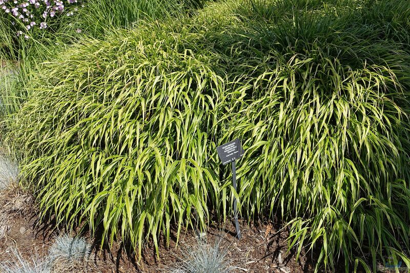 Hakonechloa macra im Garten pflanzen (Einrichtungsbeispiele mit Japan-Zwergschilf)