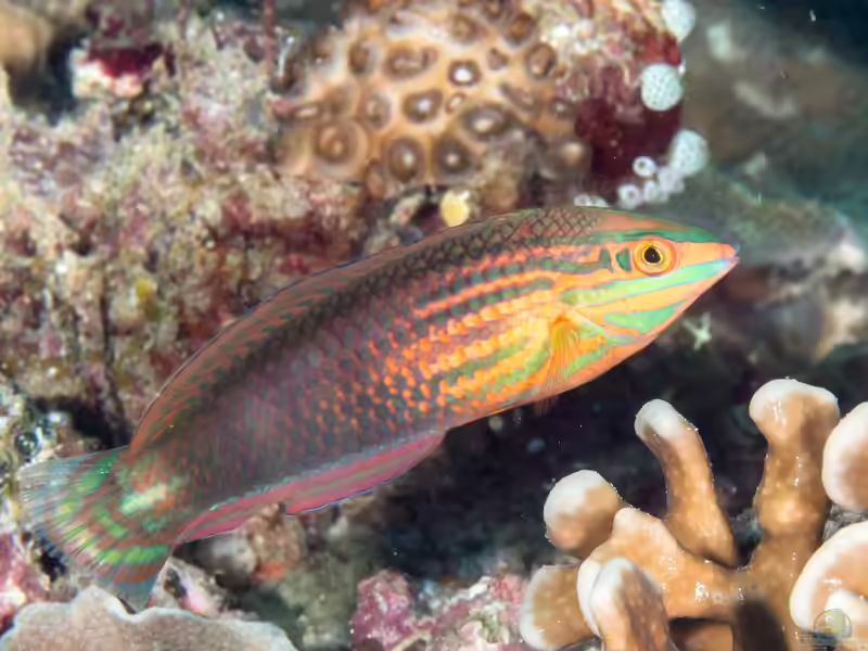 Halichoeres biocellatus im Aquarium halten (Einrichtungsbeispiele für Rotstreifen-Junker)