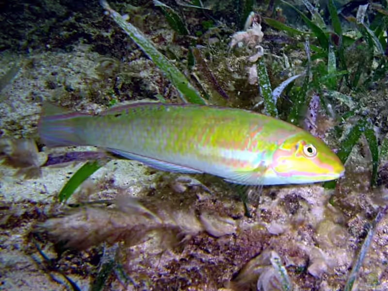 Halichoeres poeyi im Aquarium halten (Einrichtungsbeispiele für Schwarzohr-Junker)