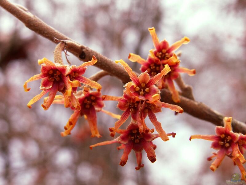 Hamamelis im Garten pflanzen (Einrichtungsbeispiele mit Zaubernuss)