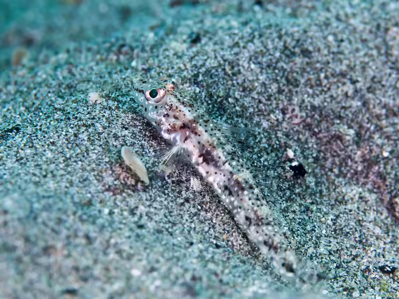 Hazeus otakii im Aquarium halten (Einrichtungsbeispiele für Hazeus otakii)