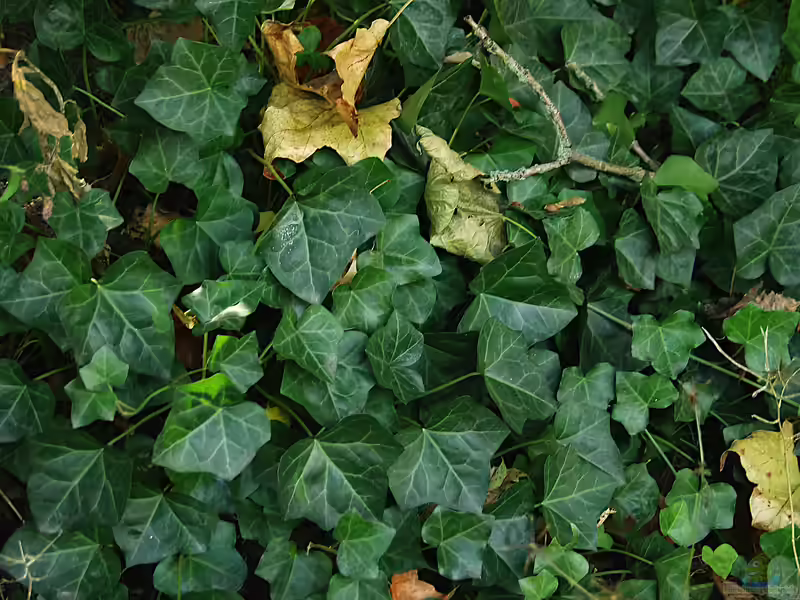 Hedera-Arten im Terrarium (Einrichtungsbeispiele mit Efeu)