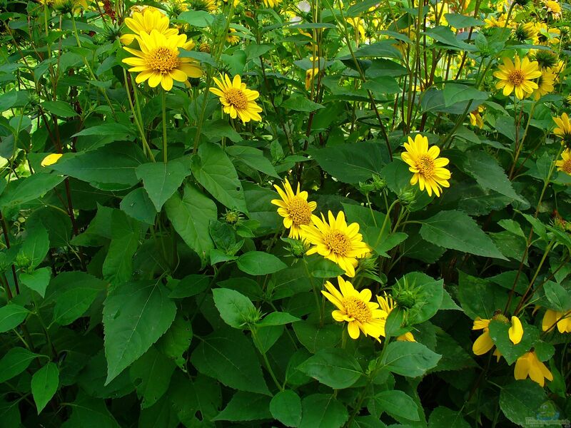 Helianthus decapetalus am Gartenteich pflanzen (Einrichtungsbeispiele mit Stauden-Sonnenblume)