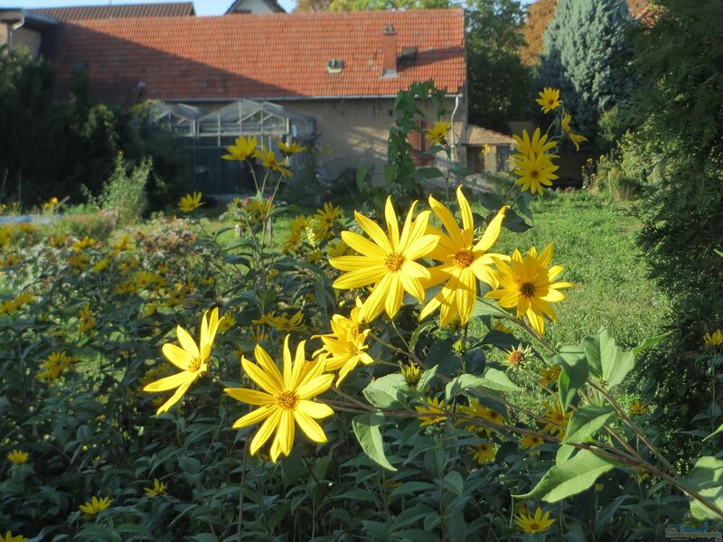 Helianthus tuberosus im Garten pflanzen (Einrichtungsbeispiele mit Topinambur)