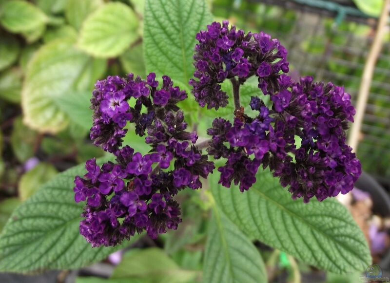 Heliotropium arborescens im Garten pflanzen (Einrichtungsbeispiele mit Vanilleblume)