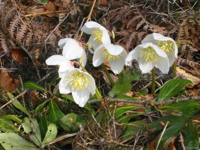 Helleborus niger im Garten pflanzen (Einrichtungsbeispiele mit Christrose)