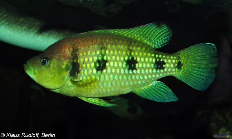 Hemichromis elongatus im Aquarium halten (Einrichtungsbeispiele für Hemichromis elongatus)
