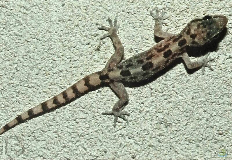 Hemidactylus angulatus im Terrarium halten (Einrichtungsbeispiele für Gepunkteter Hausgecko)