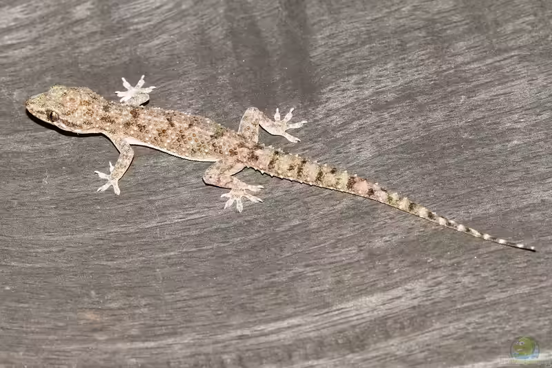 Hemidactylus brookii im Terrarium halten (Einrichtungsbeispiele für Afrikanischer Hausgeckos)
