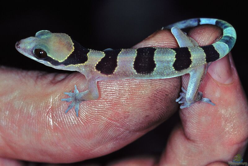 Hemidactylus fasciatus im Terrarium halten (Einrichtungsbeispiele für Westafrikanischer Bandgecko)