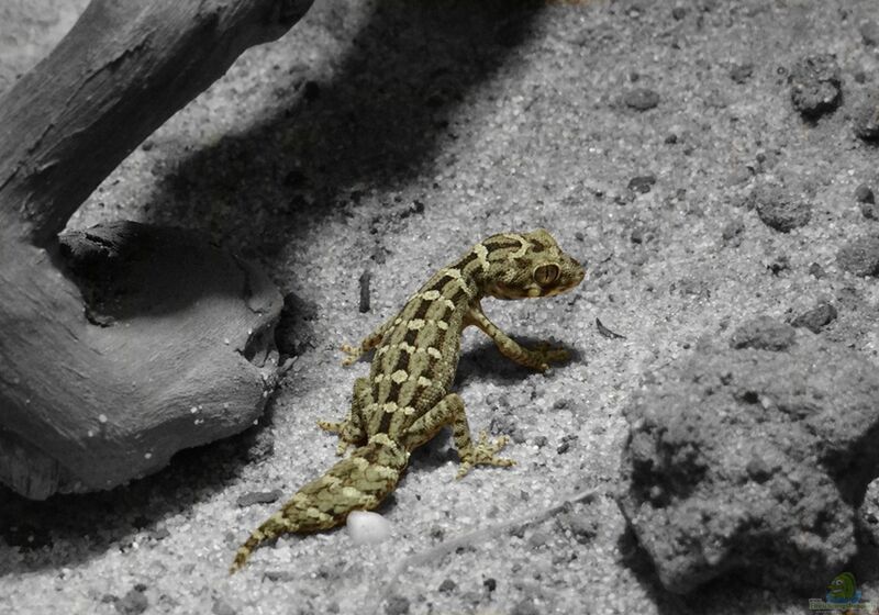 Hemidactylus imbricatus im Terrarium halten (Eirichtungsbeispiele für Rübenschwanz-Viperngecko)