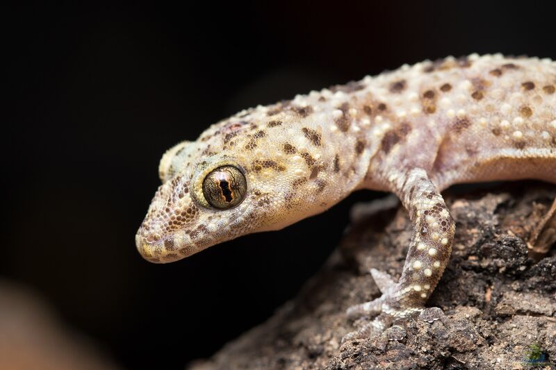 Hemidactylus turcicus im Terrarium halten (Einrichtungsbeispiele mit Mittelmeer-Hausgecko)