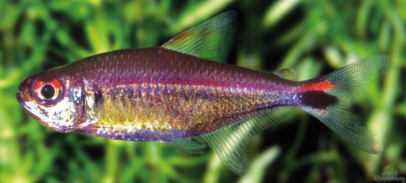 Hemigrammus rubrostriatus im Aquarium halten (Einrichtungsbeispiele mit Rotstreifen-Salmler)