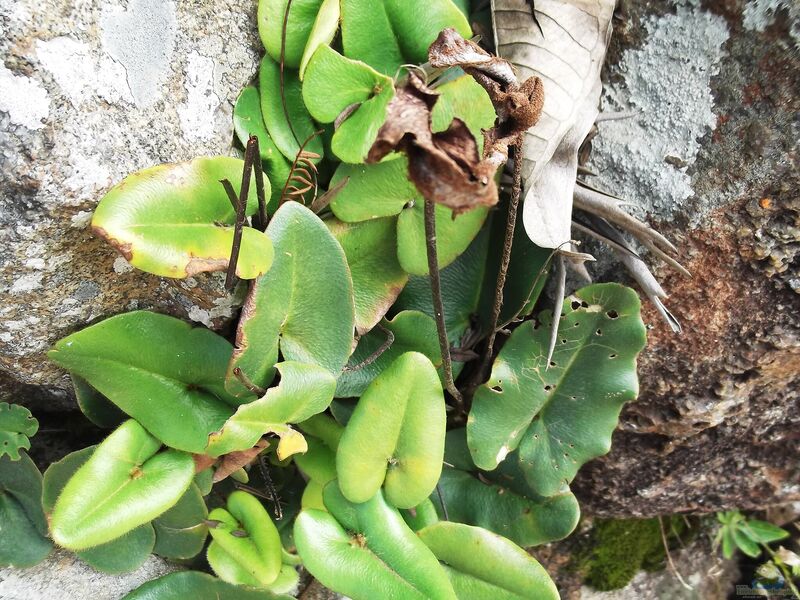 Hemionitis arifolia im Terrarium halten (Einrichtungsbeispiele mit Herzfarn)