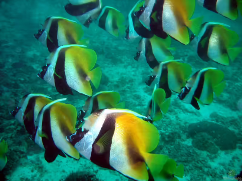 Heniochus monoceros im Aquarium halten (Einrichtungsbeispiele für Masken-Wimpelfisch)