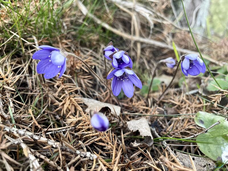 Hepatica nobilis im Garten pflanzen (Einrichtungsbeispiele mit Leberblümchen)