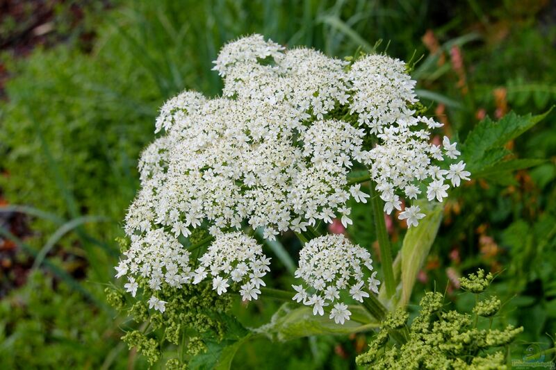 Heracleum lanatum im Garten pflanzen (Einrichtungsbeispiele mit Wolliger Bärenklau)