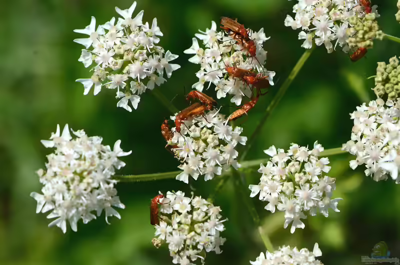 Heracleum sphondylium im Garten pflanzen (Einrichtungsbeispiele mit Wiesen-Bärenklau)