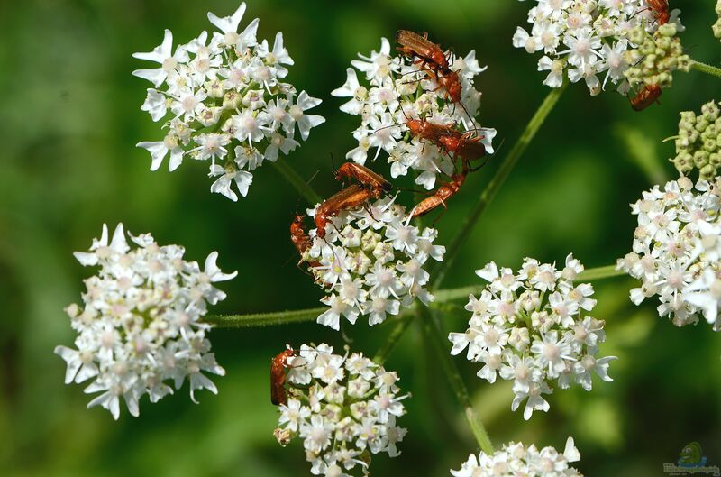 Heracleum sphondylium im Garten pflanzen (Einrichtungsbeispiele mit Wiesen-Bärenklau)