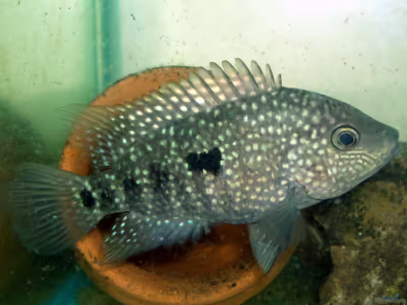 Herichthys teporatus im Aquarium halten (Einrichtungsbeispiele für Herichthys teporatus)