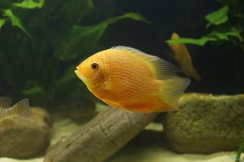 Heros severus im Aquarium halten (Einrichtungsbeispiele mit Maulbrüter Augenfleckbuntbarsch)