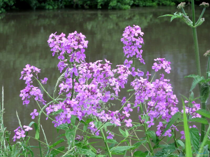 Hesperis matronalis im Garten pflanzen (Einrichtungsbeispiele mit Nachtviole)