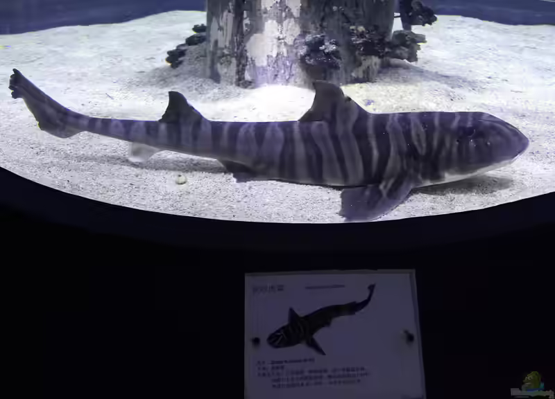 Heterodontus zebra im Aquarium halten (Einrichtungsbeispiele für Zebra Stierkopfhai)