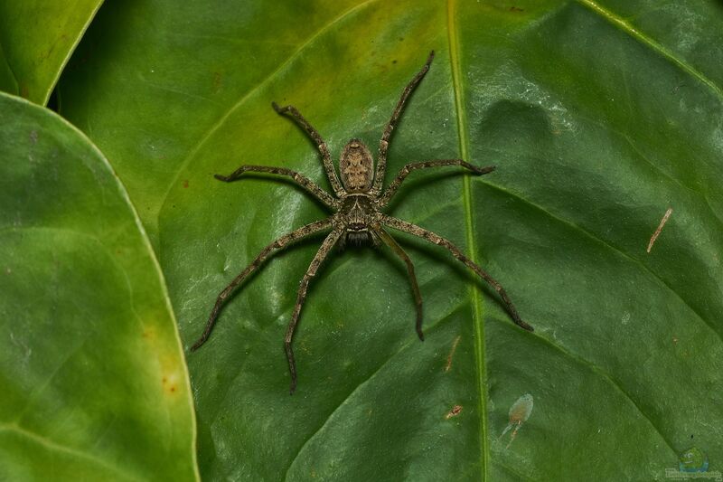 Heteropoda venatoria im Terrarium halten (Einrichtungsbeispiele mit Riesenkrabbenspinnen)