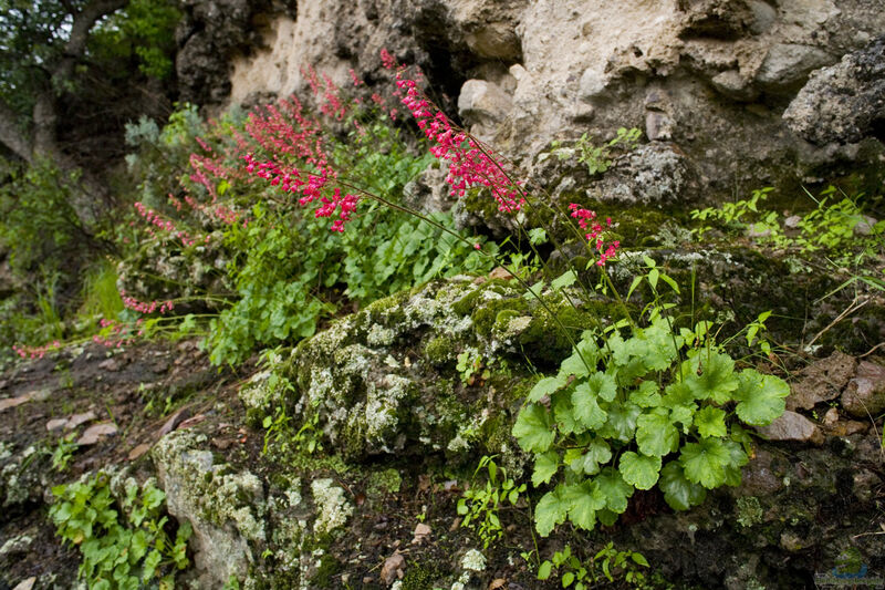 Heuchera sanguinea im Garten pflanzen (Einrichtungsbeispiele mit Purpurglöckchen)