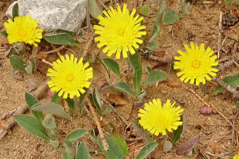 Hieracium pilosella im Garten pflanzen (Einrichtungsbeispiele mit Kleines Habichtskraut)