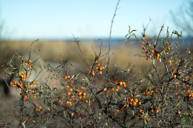 Hippophae rhamnoides im Garten pflanzen (Einrichtungsbeispiele mit Sanddorn)