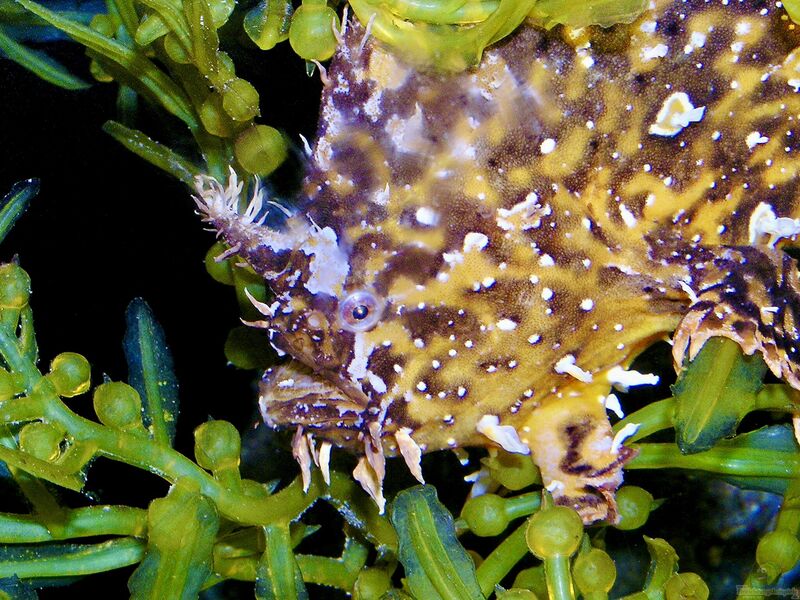 Histrio histrio im Aquarium halten (Sargassum-Anglerfisch)