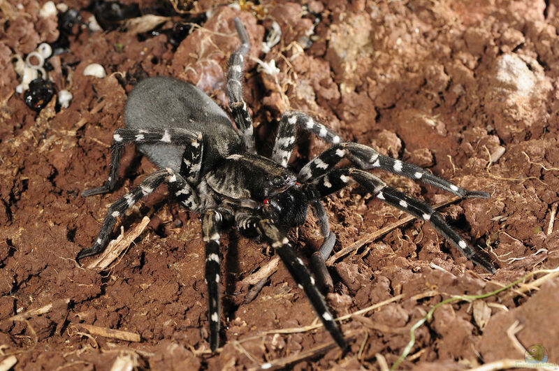 Hogna ingens im Terrarium halten (Die Riesenwolfspinne als Haustier)